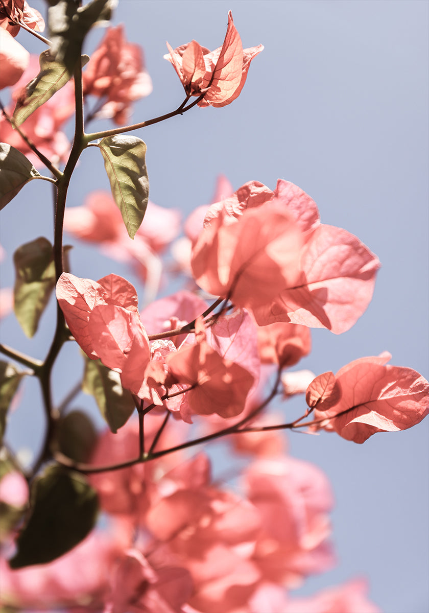 Blossoms in Breeze Poster