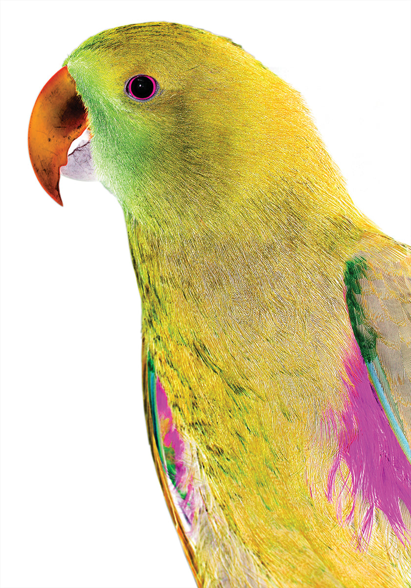 Vibrant Parrot Profile