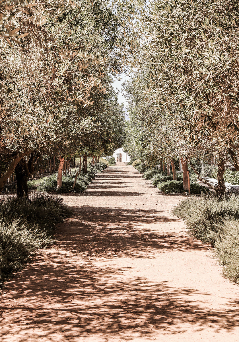 A Serene Tree Lined Path with Sunlight  Poster