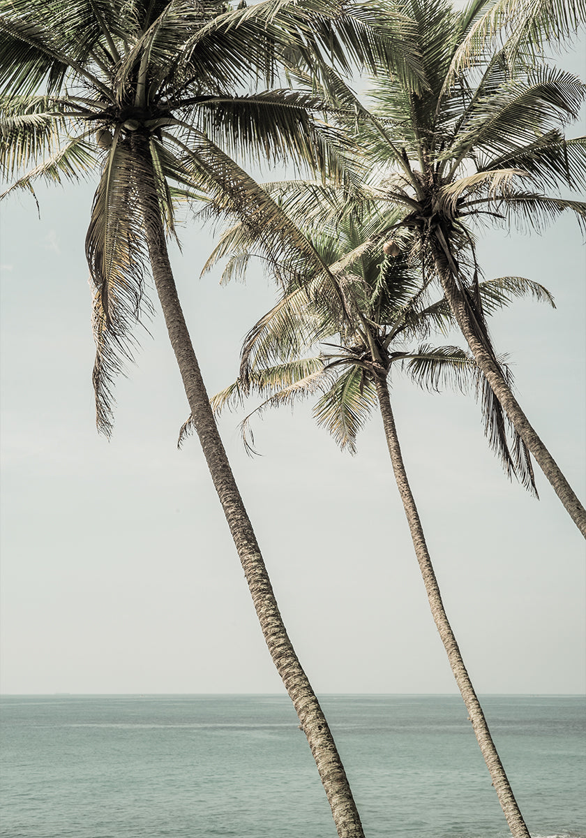 Ocean Breeze Palms Poster