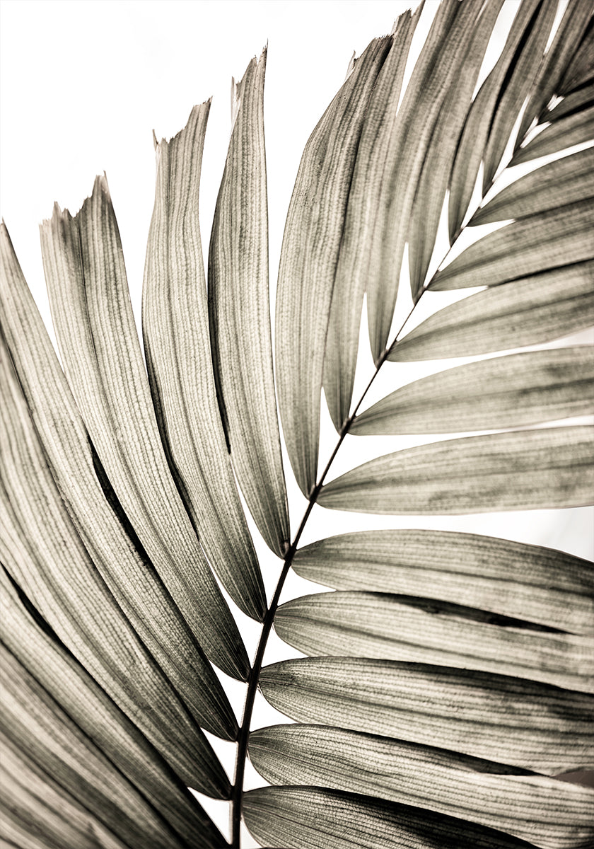 Palm Leaves 22  Poster