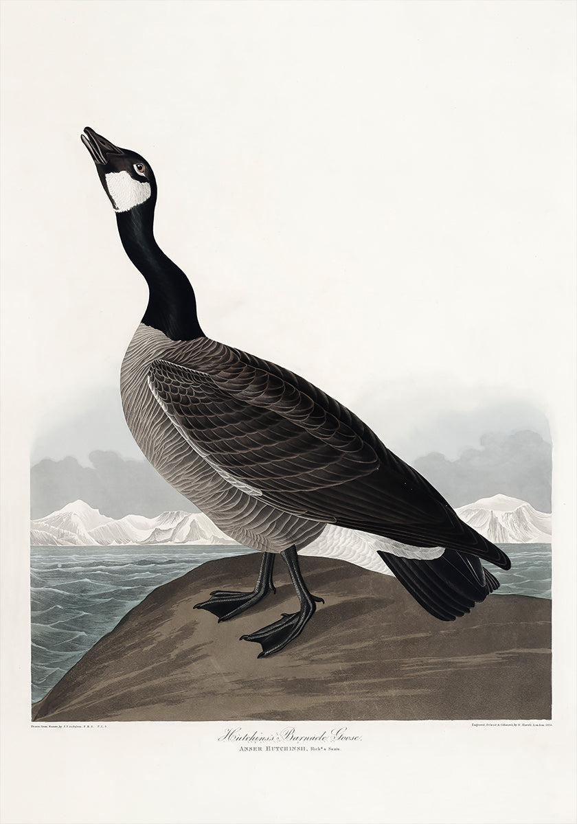 Hutchins's Barnacle Goose From Birds of America (1827) Poster