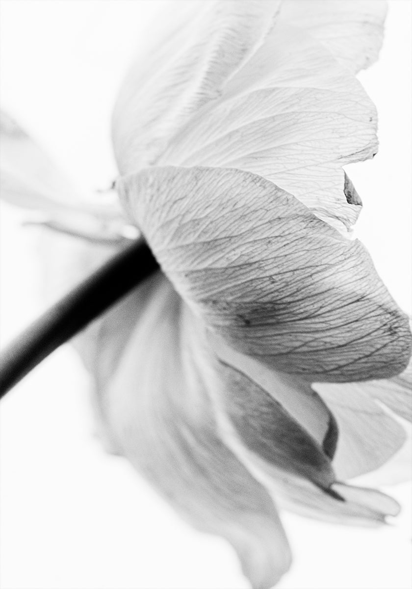 Blooming Flower Poster