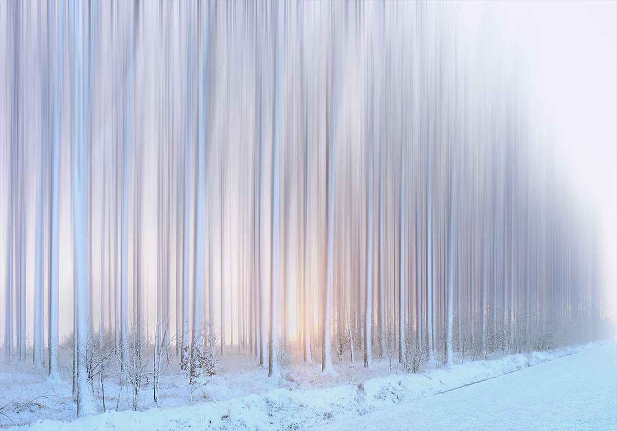 a curtain of trees Poster