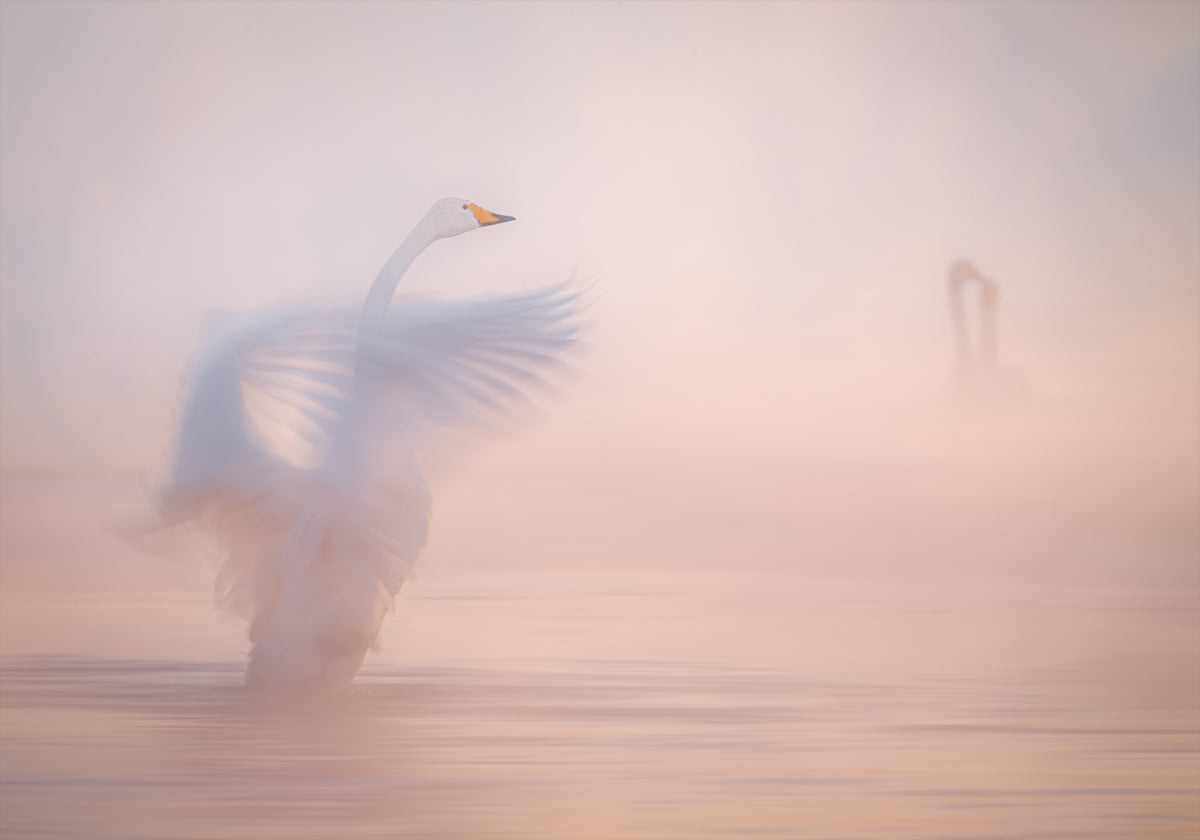 The ephemerality of distant love... Poster