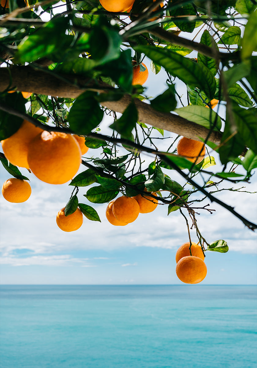 Amalfi Coast Oranges IV