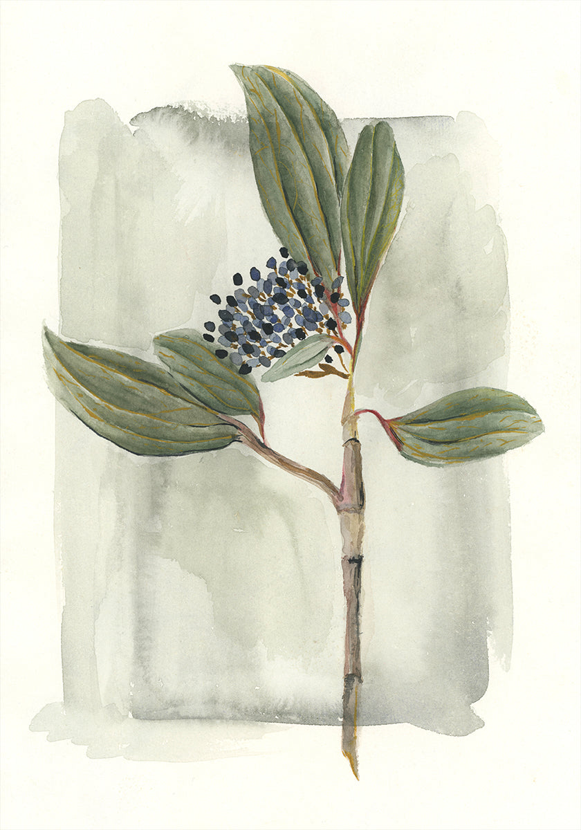 Viburnum davidii Poster