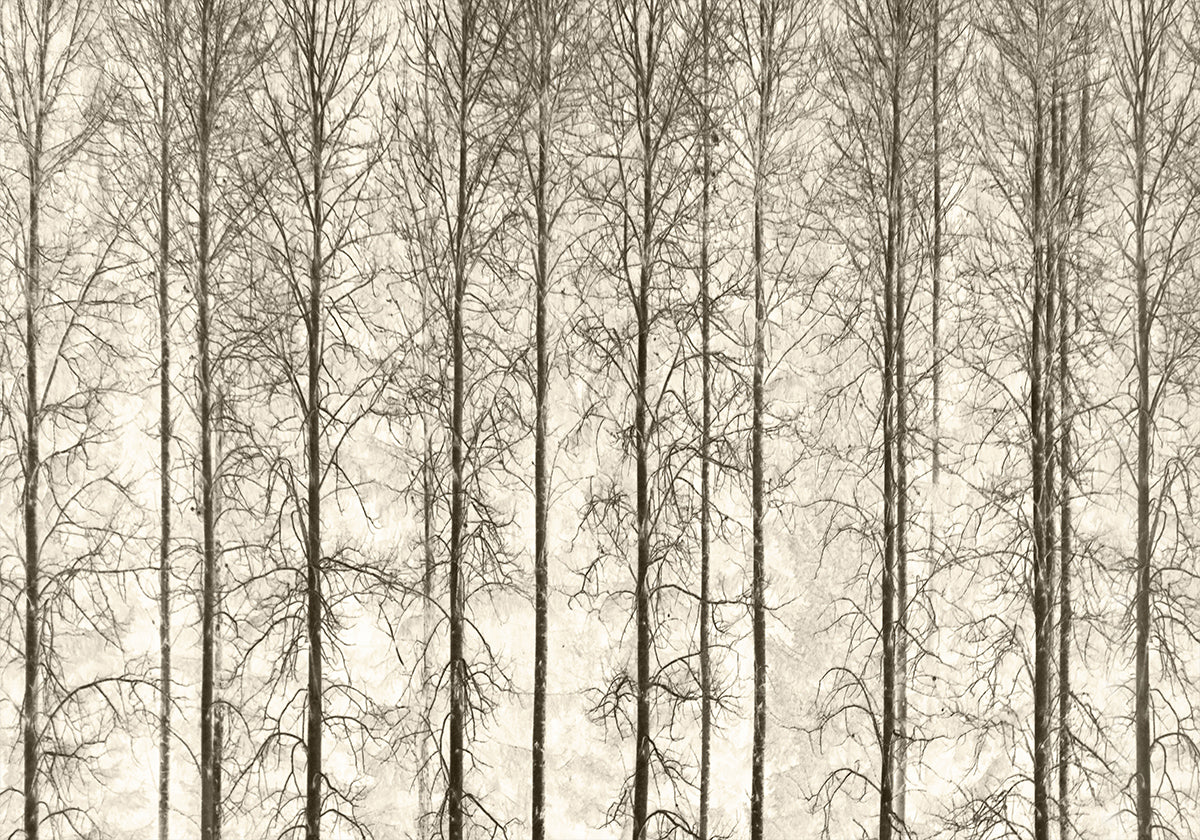 Aspens Poster