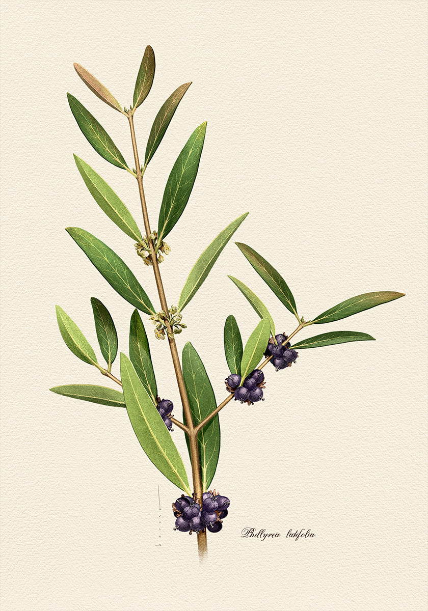 Botany   Phillyrea Latifolia Poster