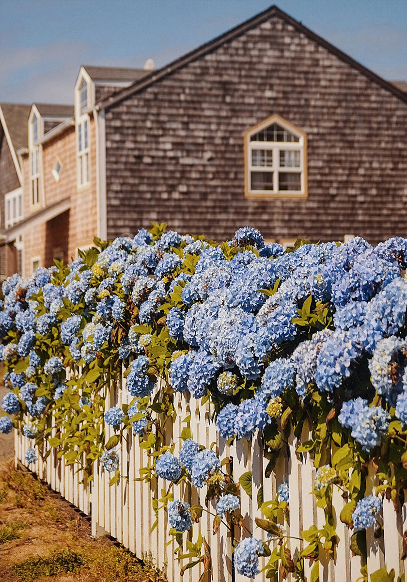 Cannon Beach Hydrangeas Poster