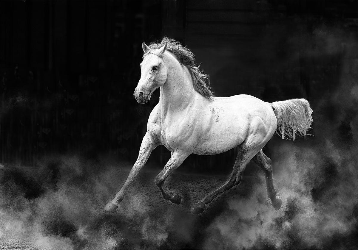 Fergana horse Poster