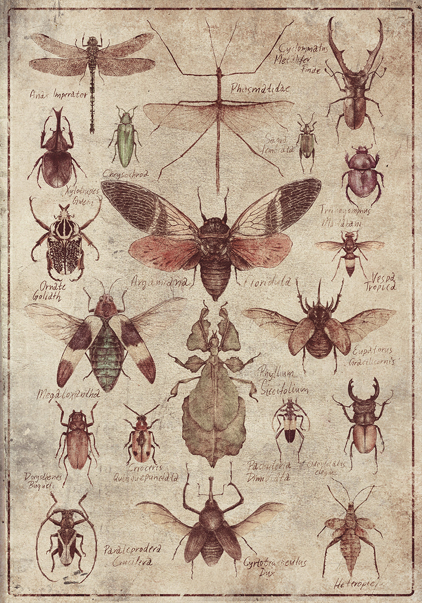 Vintage-style  Insects Poster