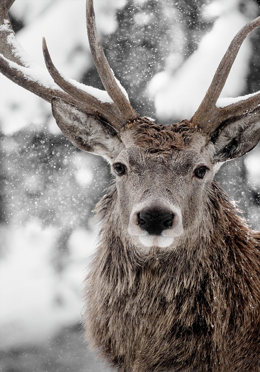 Winter Stag Poster