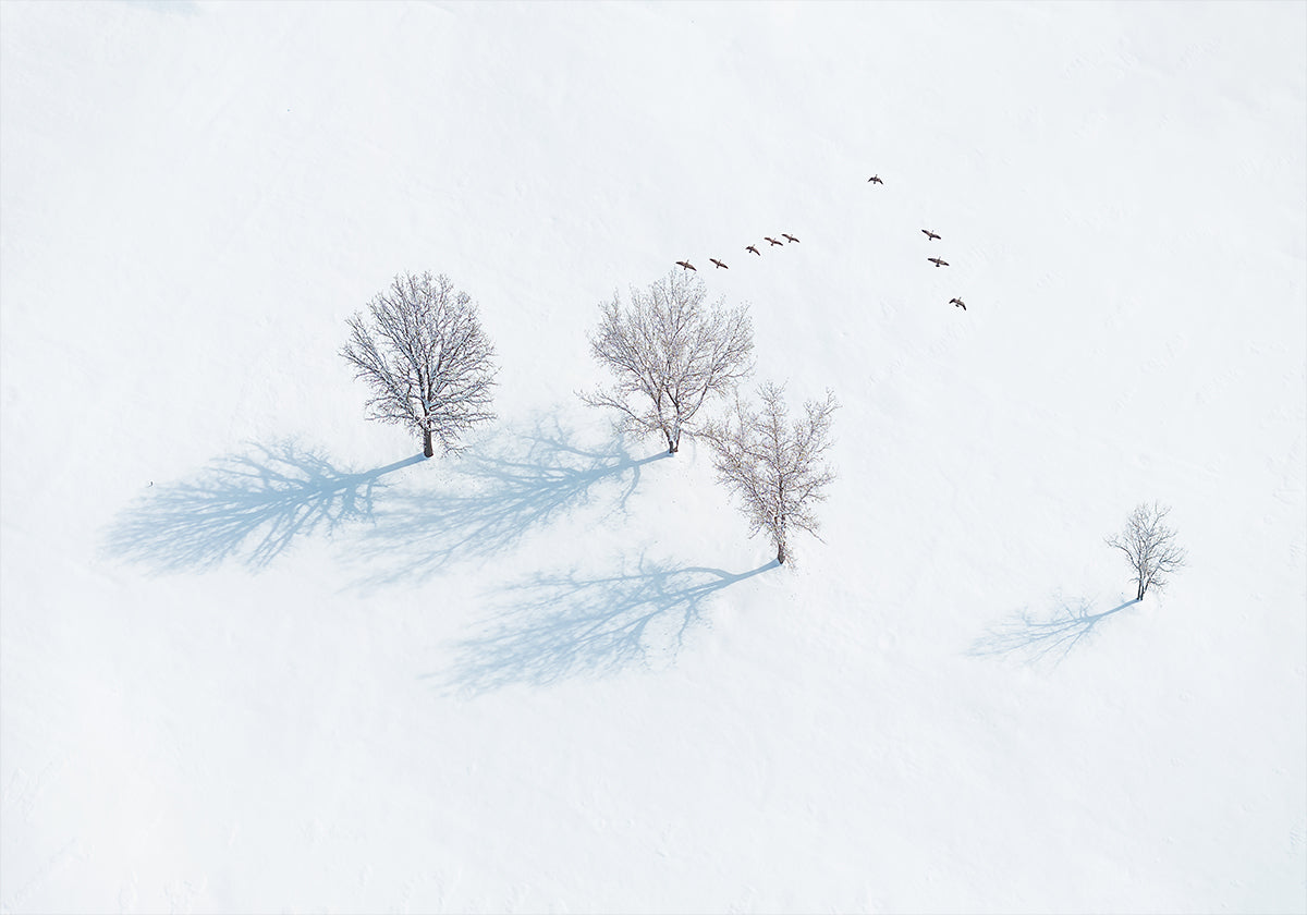 Trees and Birds Poster