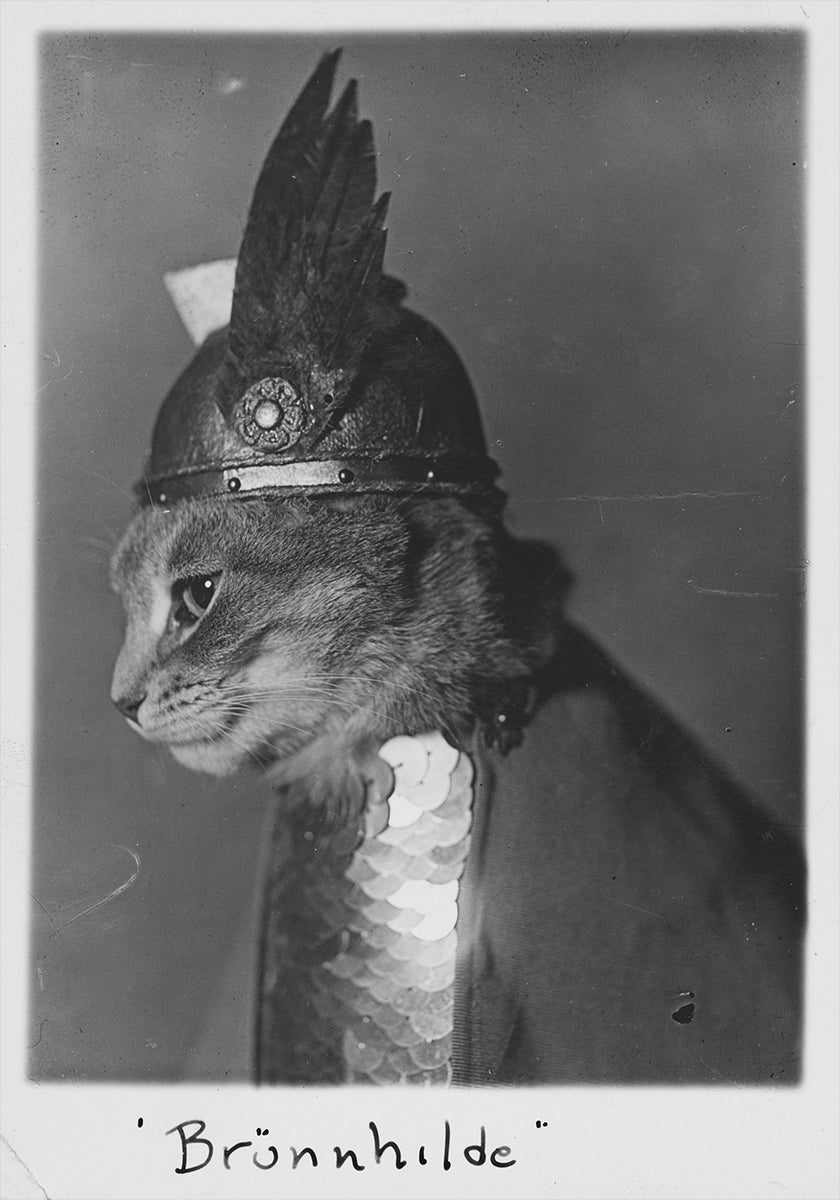 Brunnhilde Cat Profile Poster