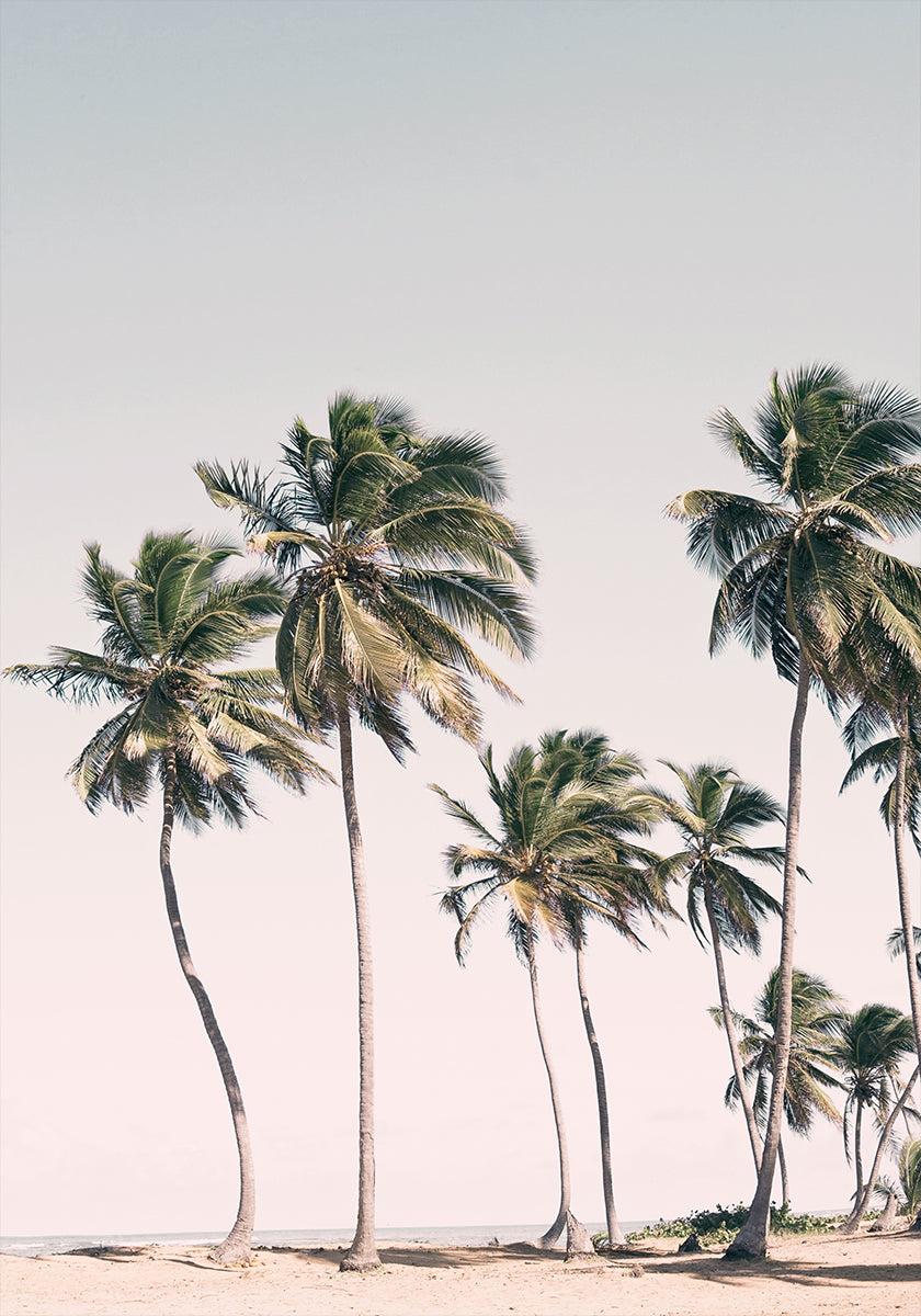 Blush Tropical Trees Poster