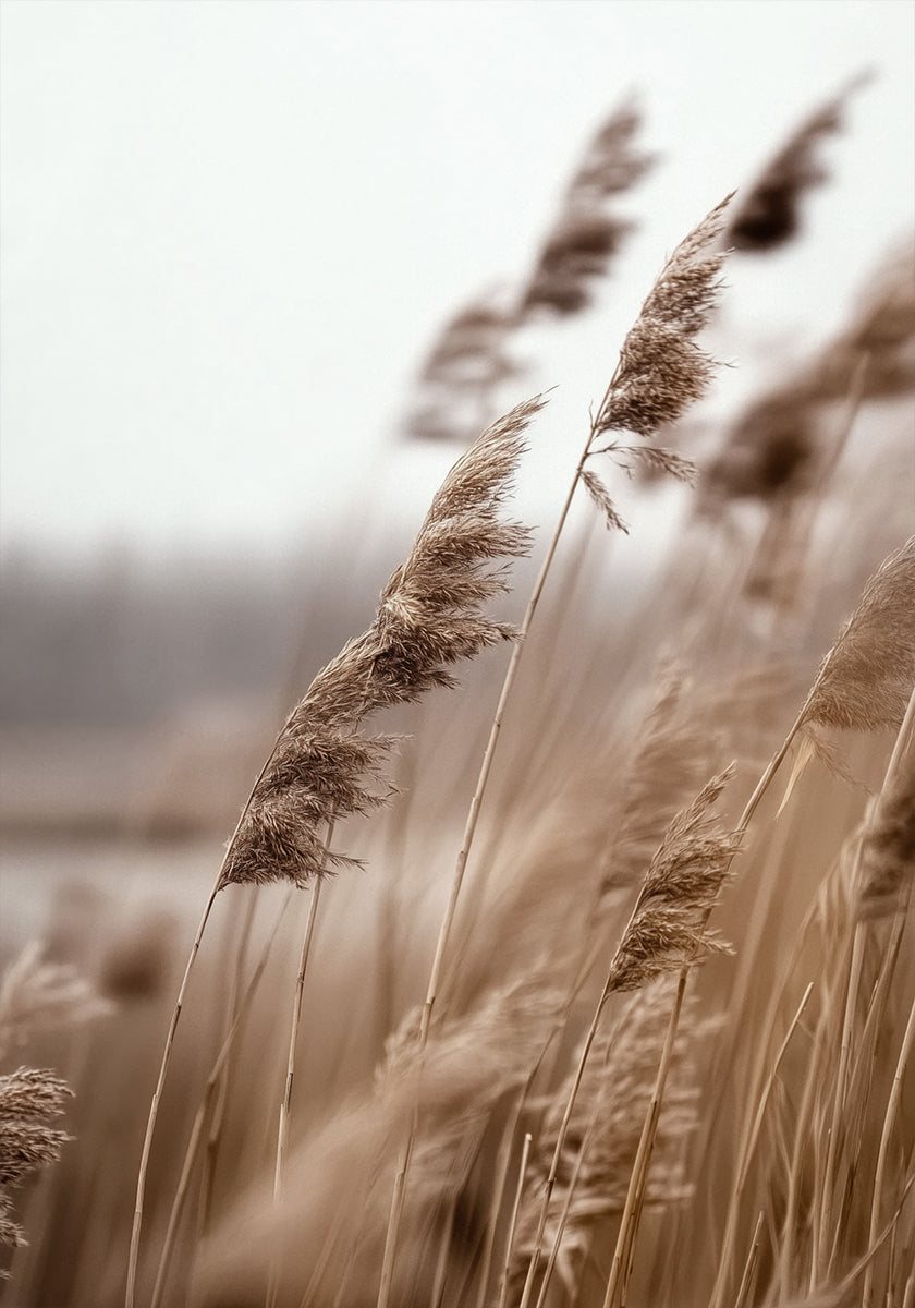 Golden Grass in Warm Breeze Poster