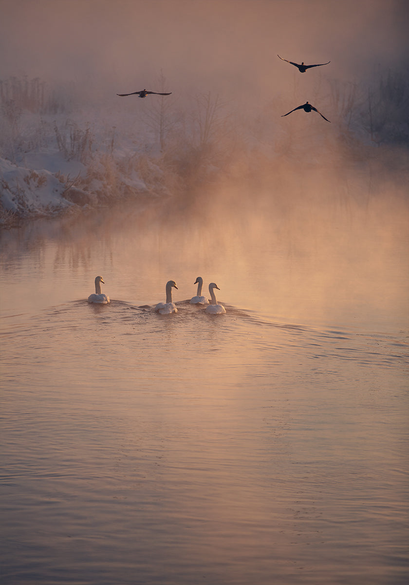 Where the Fog Didn’t Reach Poster