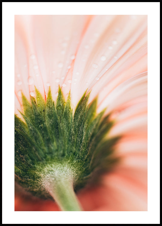 A close-up view of a delicate pink flower petal, with water droplets glistening on its surface, creating a soft, ethereal effect.
