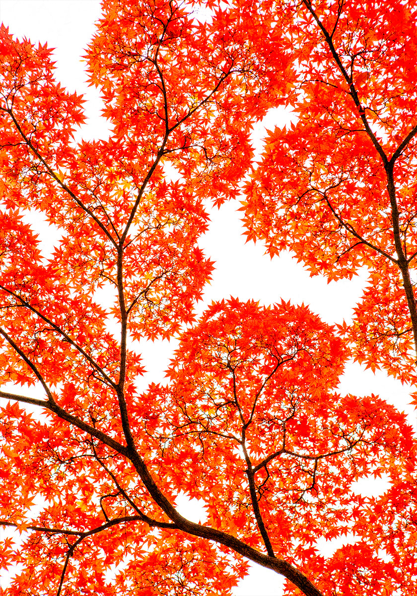 Geometry of Autumn Silence Poster