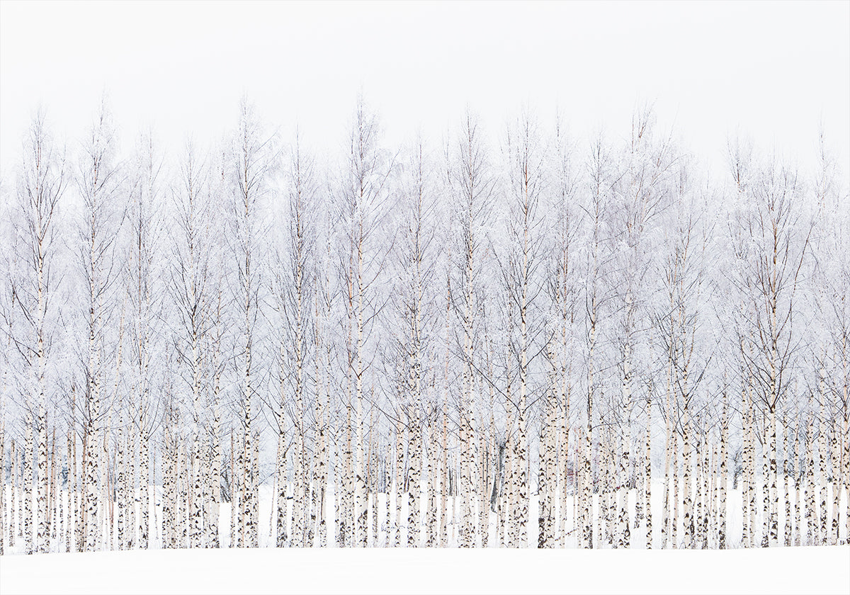 Winter birches Poster