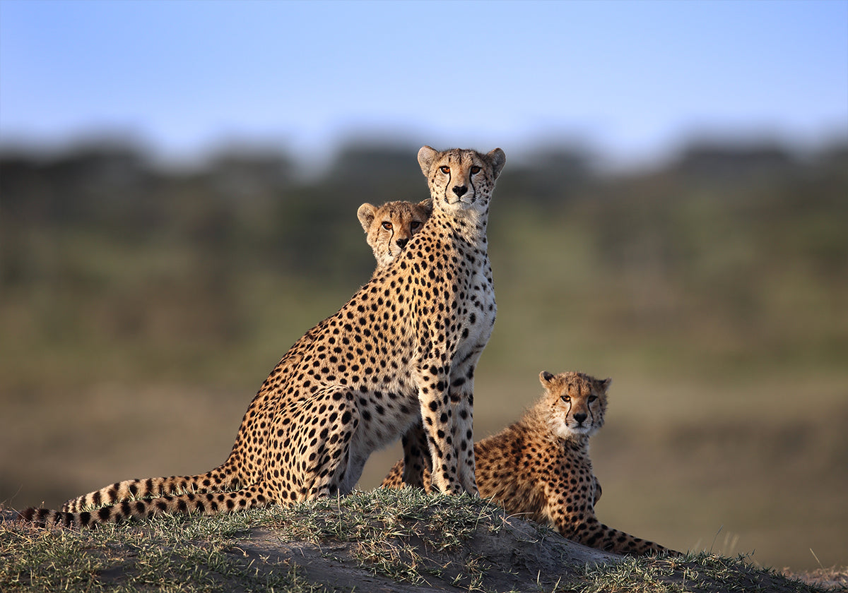 Cheetahs Family Poster