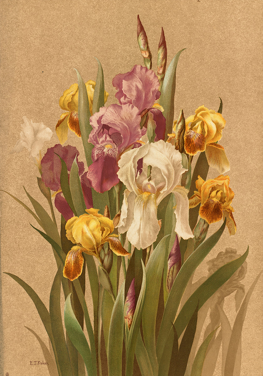 Fleur De Lis, No. 3 Poster