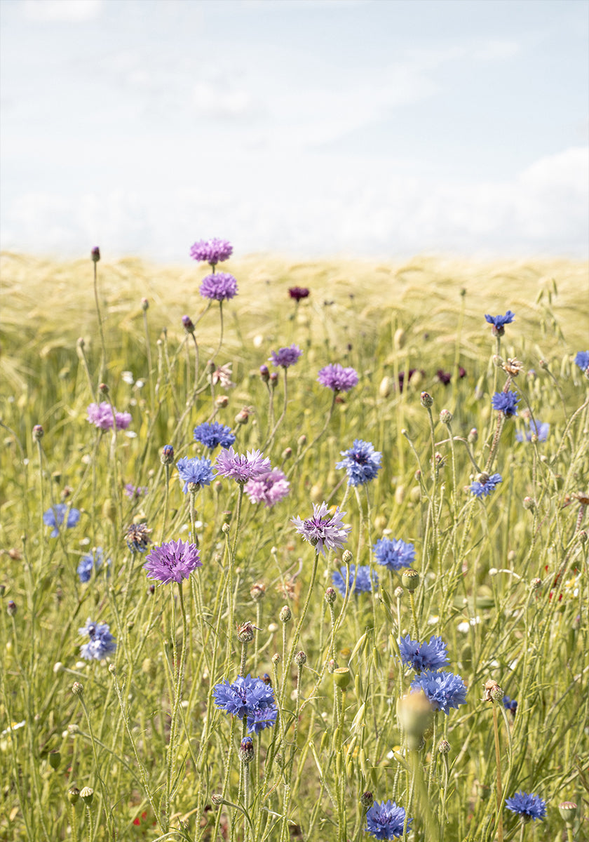 All the Wildflowers Poster