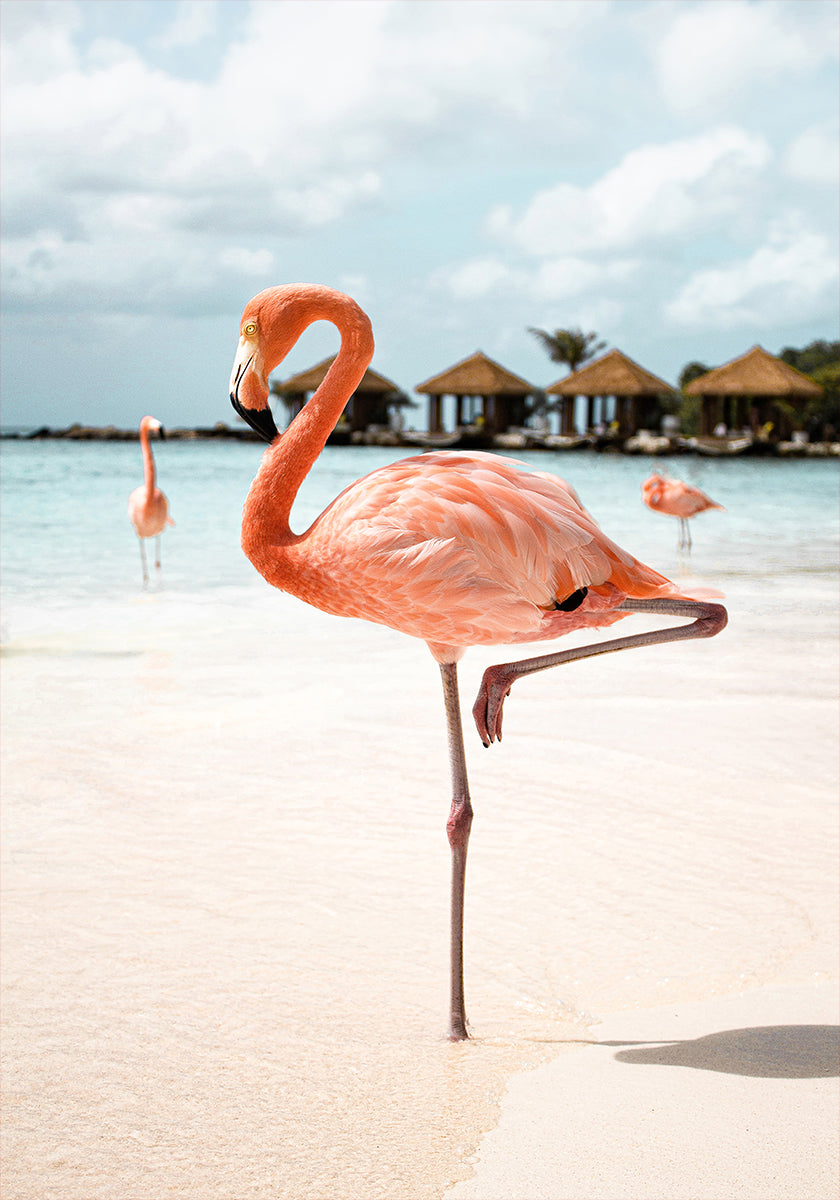 Pink Flamingo Poster