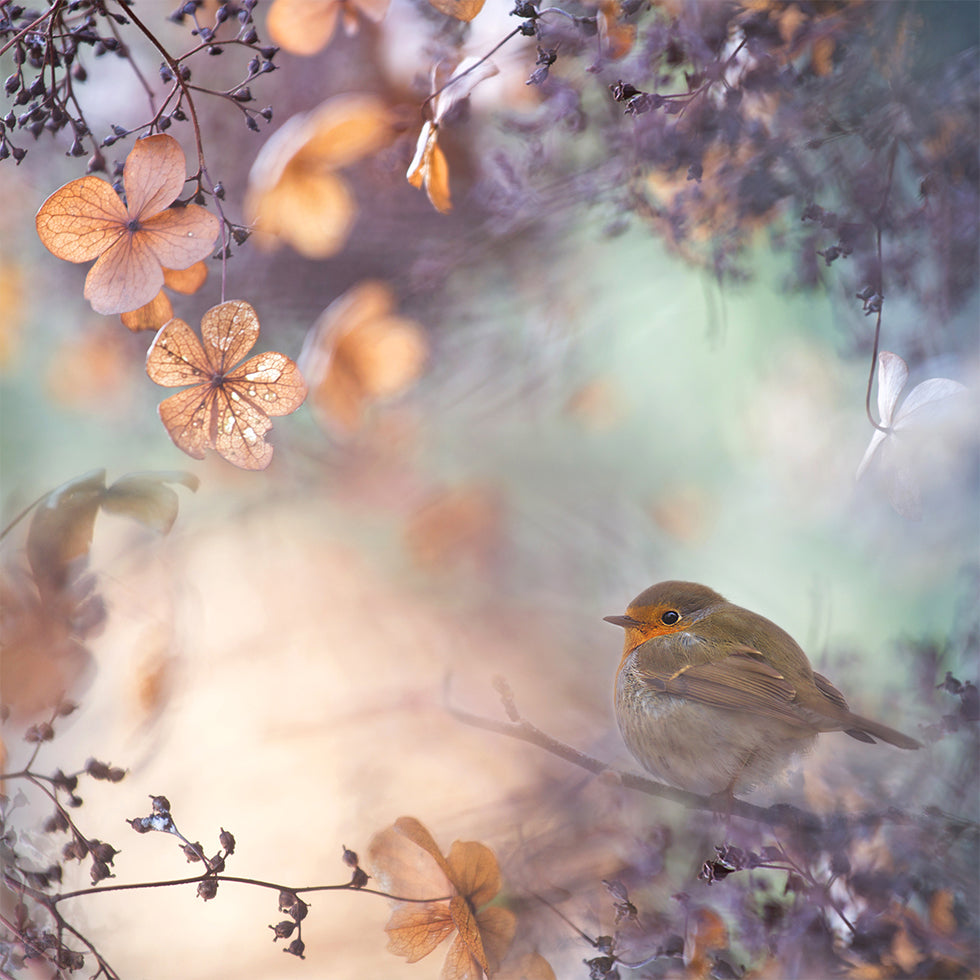 Hydrangea fantasy Poster
