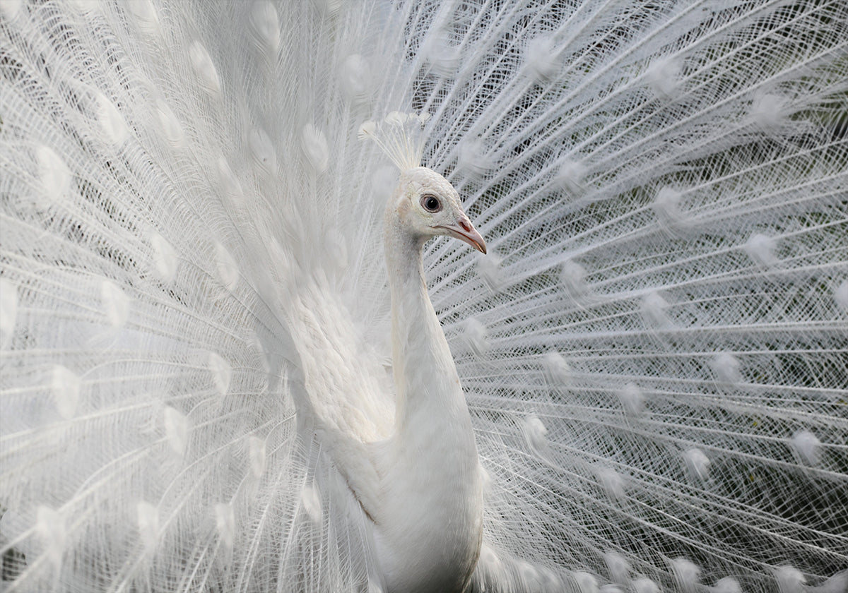 As white as snow Poster