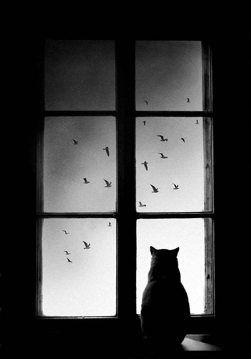 winter is coming Poster