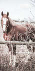 One Brown Horse Plakat - Posterbox.no