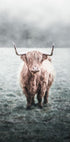 Highland Cow Plakat - Posterbox.no