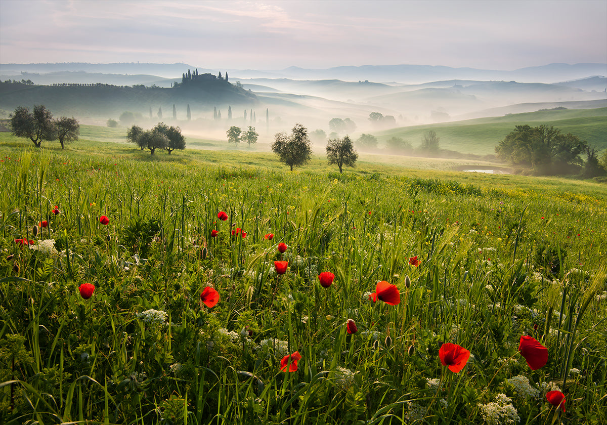 Tuscan spring Poster