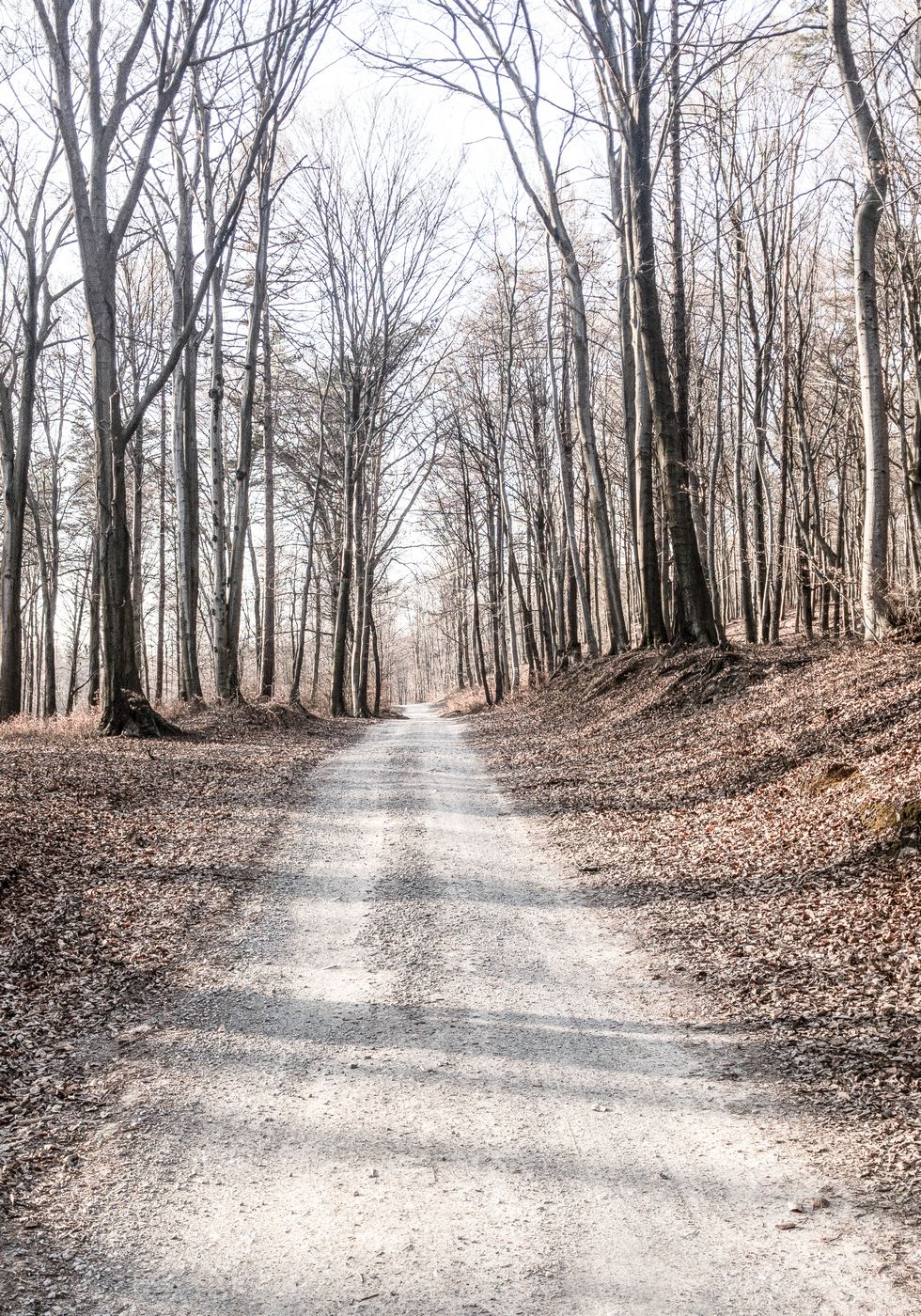 Gravel Road in Forest Plakat - Posterbox.no