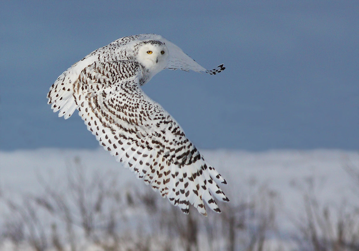 Snowy Owl