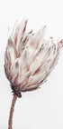 Close Up  Dried Flower Plakat - Posterbox.no