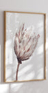 Close Up  Dried Flower Plakat - Posterbox.no