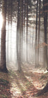 Sunbeam Forest Plakat - Posterbox.no