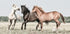 Three Horses Plakat - Posterbox.no