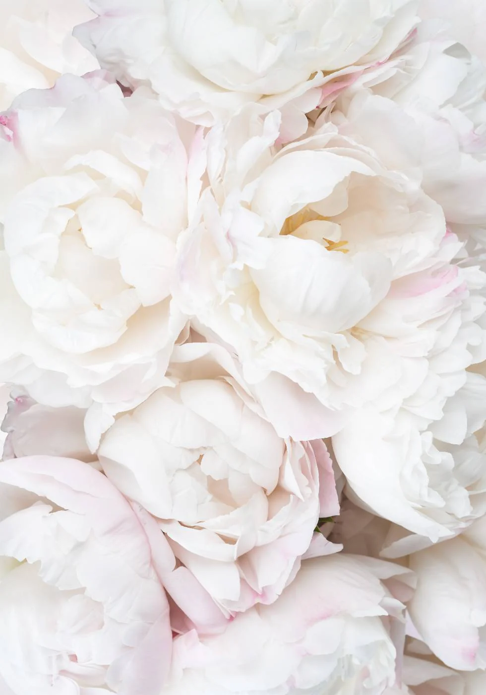 White Peonies, Soft Romantic Floral Close-up Poster