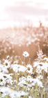 Field of Daisies Plakat - Posterbox.no