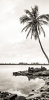 Palms On Beach Plakat - Posterbox.no