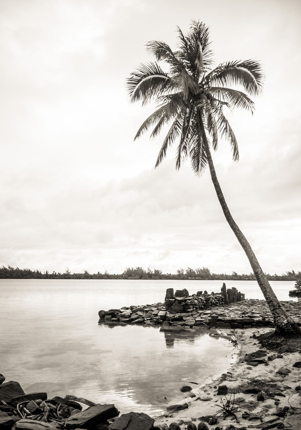 Palms On Beach Plakat - Posterbox.no