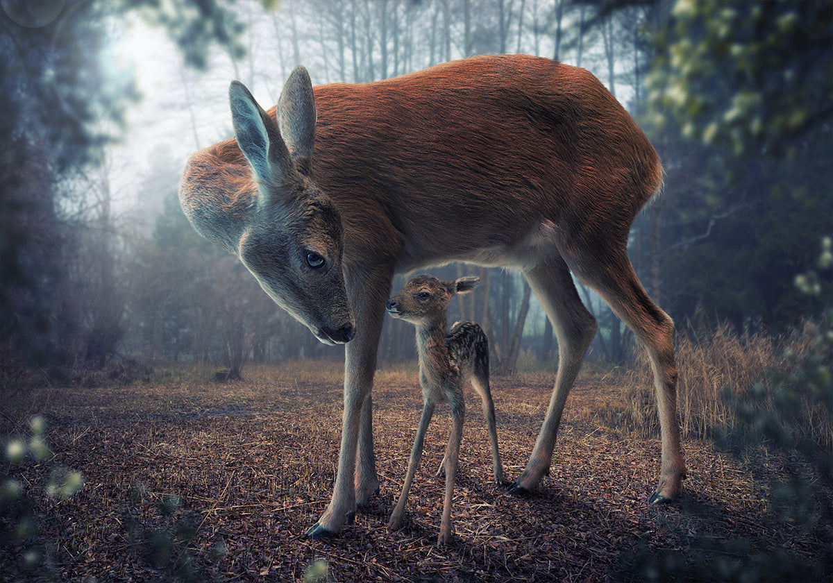 Mother and Fawn