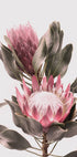 Protea Flowers Plakat - Posterbox.no