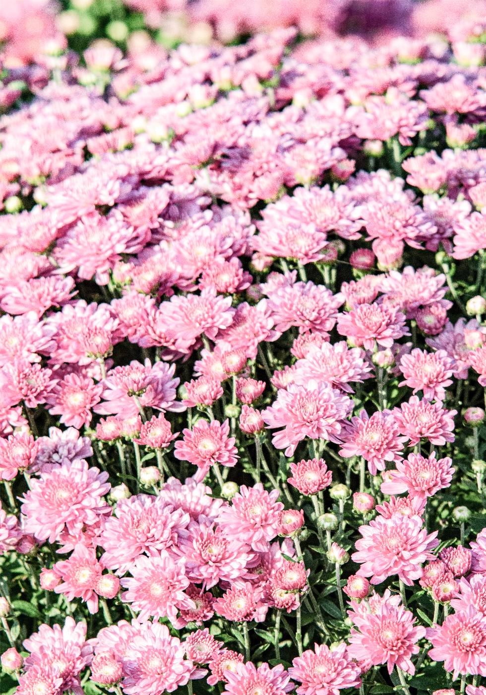 Pink Mums Plakat - Posterbox.no