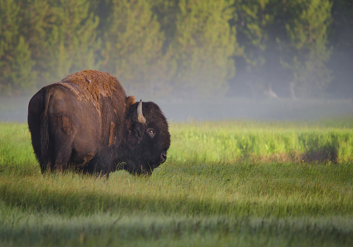 Bison in Morning Light Poster