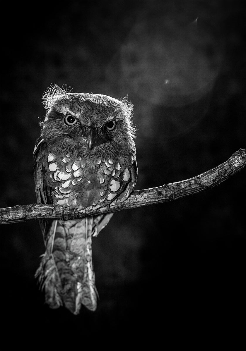 Alone in the night Poster